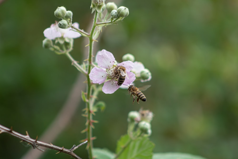 brown and black bee on white flower