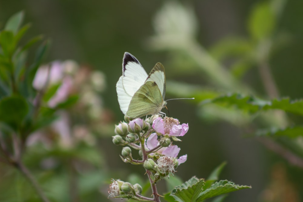 mariposa blanca y púrpura posada en flor púrpura en fotografía de primer plano durante el día