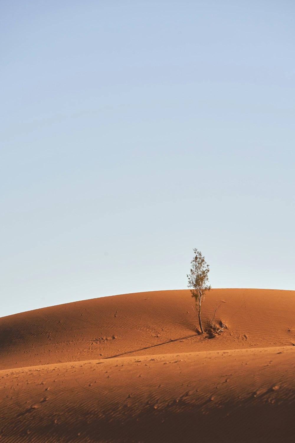 brown bare tree on desert under blue sky during daytime