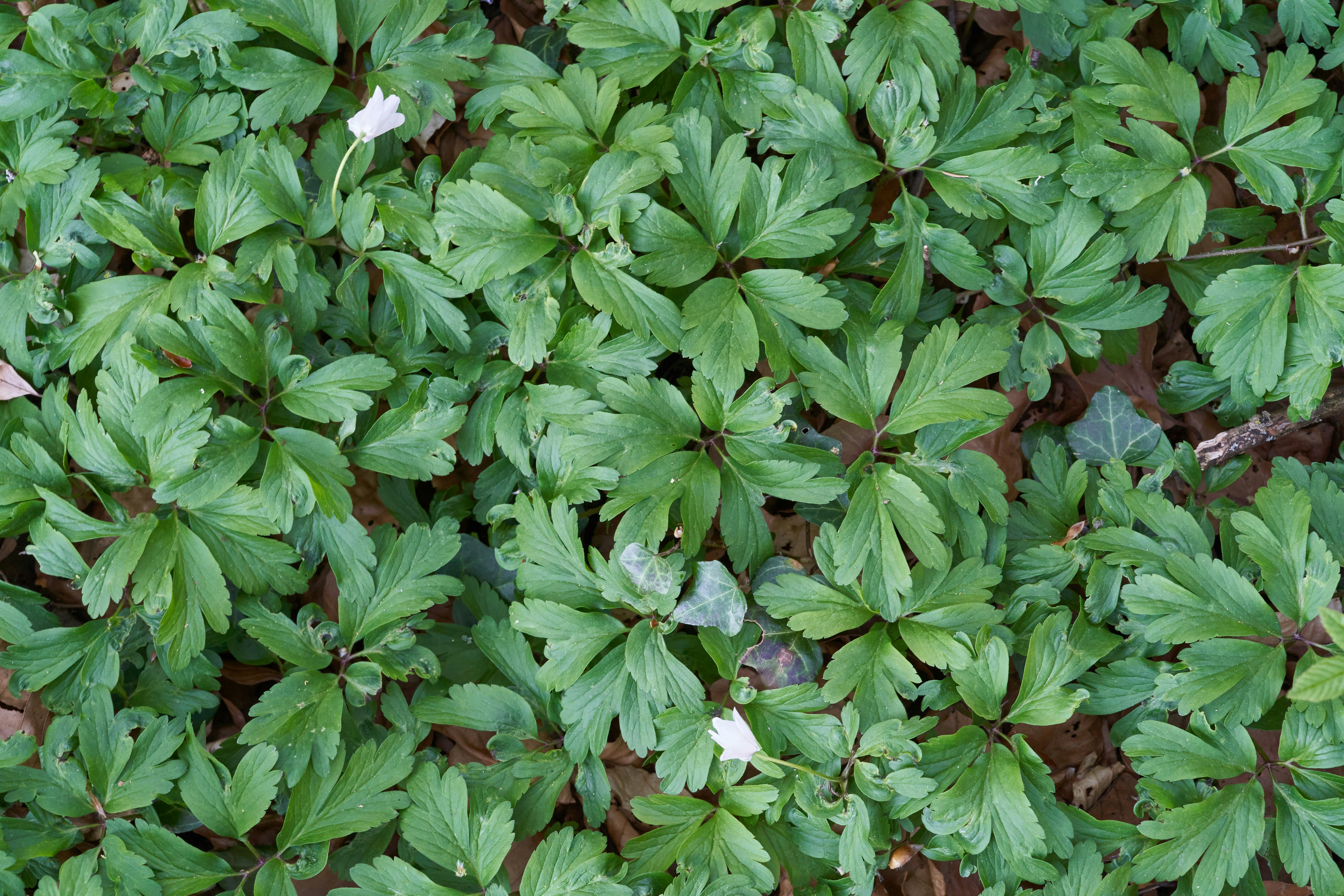 Photo by wolfgang_hasselmann