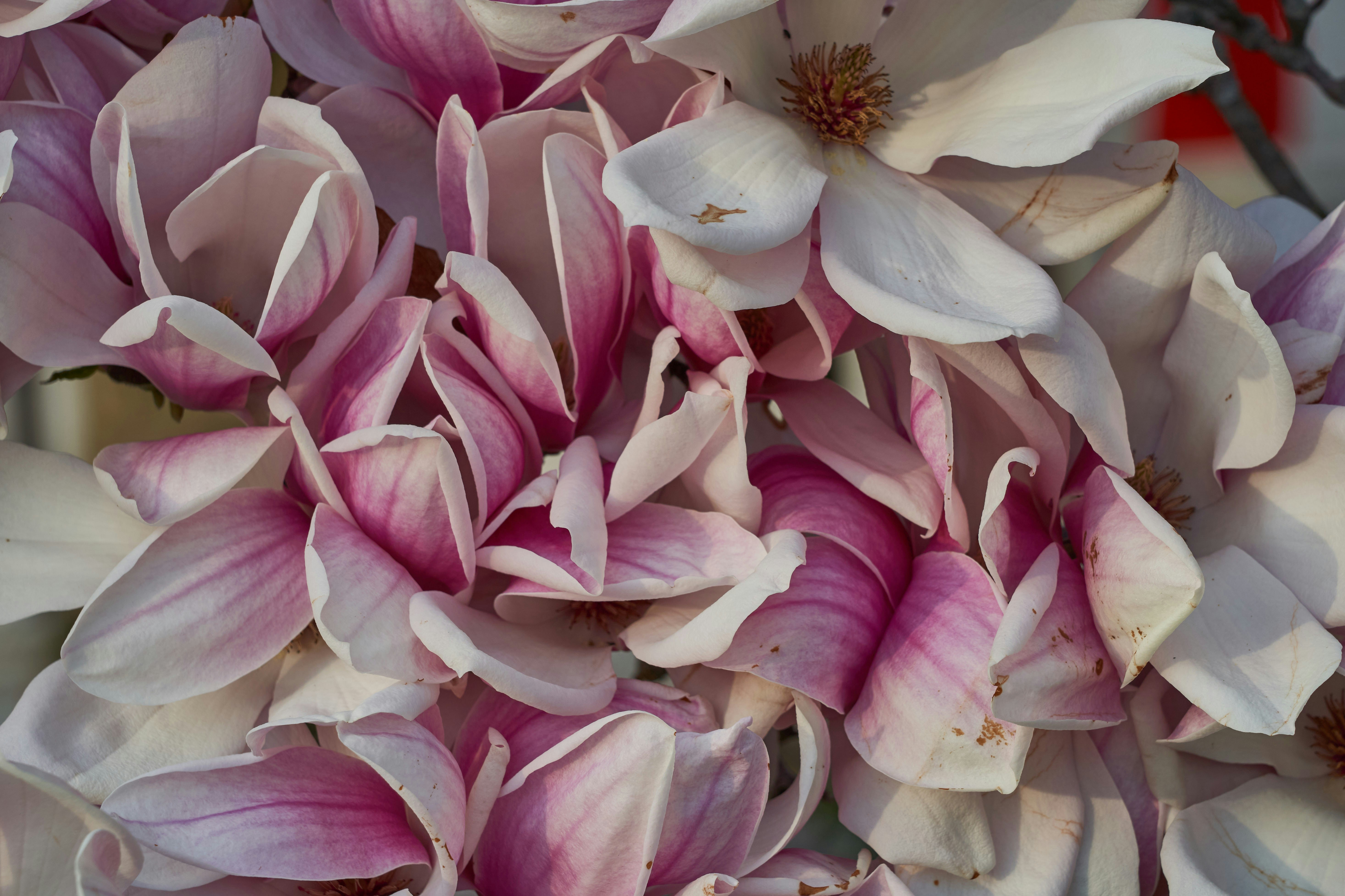 Photo by wolfgang_hasselmann