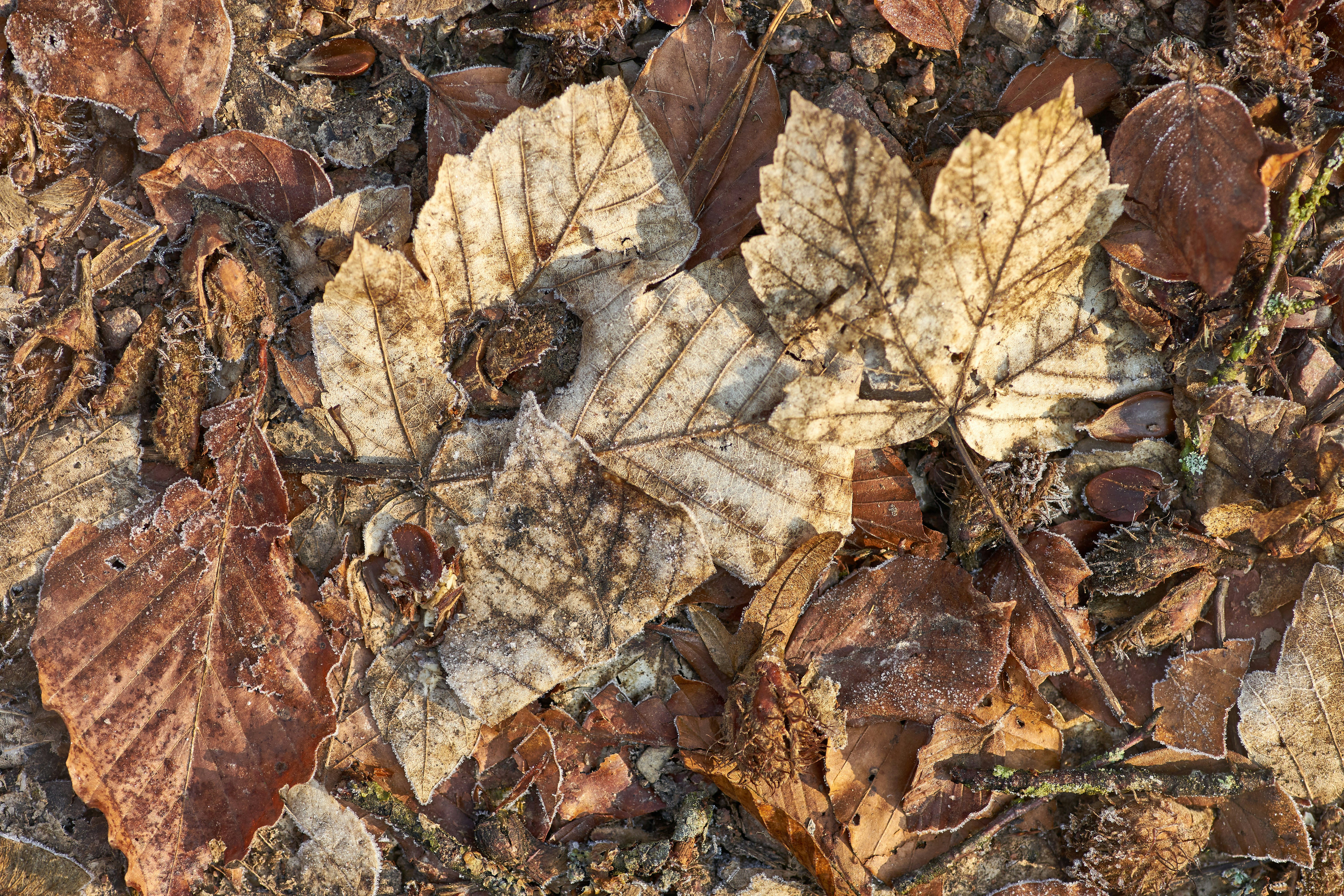 Photo by wolfgang_hasselmann