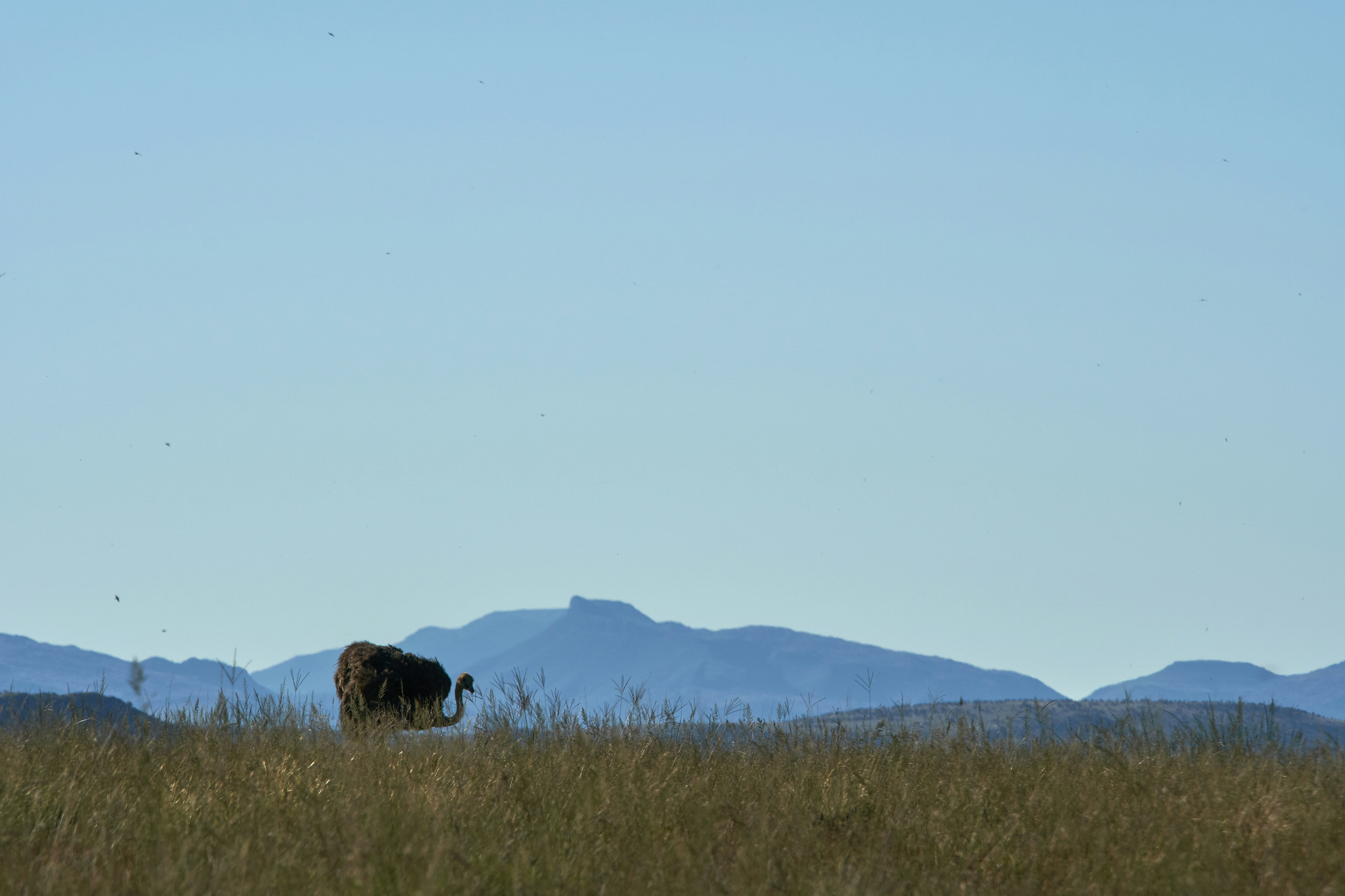 Photo by wolfgang_hasselmann