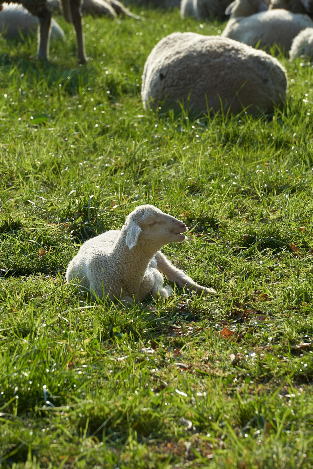 white sheep on green grass during daytime