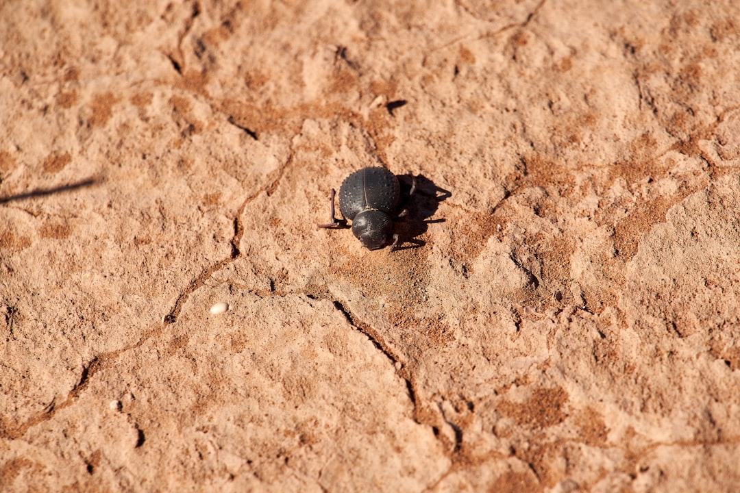 black beetle on brown rock