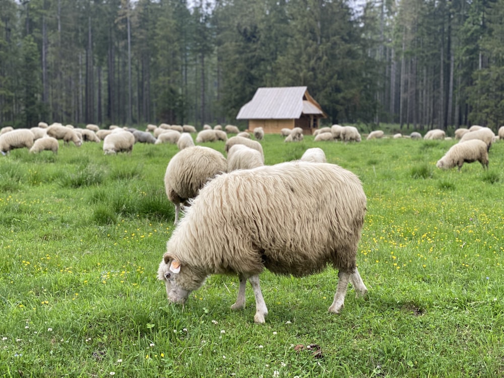 gregge di pecore sul campo di erba verde durante il giorno