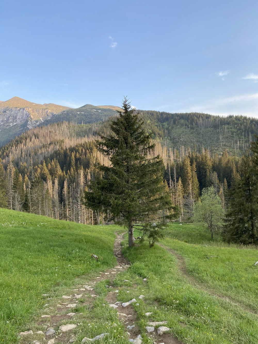 pini verdi sul campo di erba verde vicino alla montagna sotto il cielo blu durante il giorno