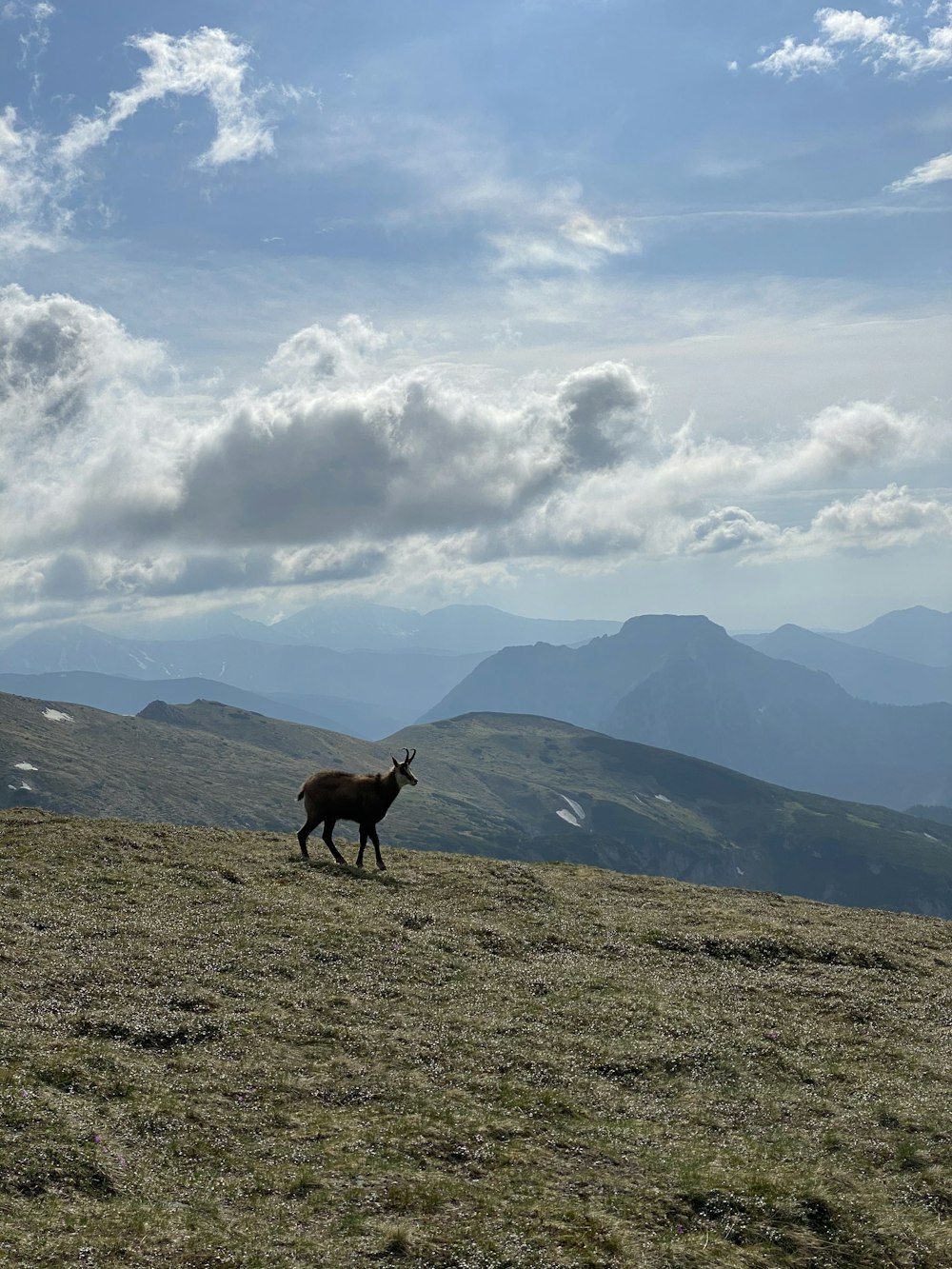 Cervo bruno sul campo di erba verde durante il giorno