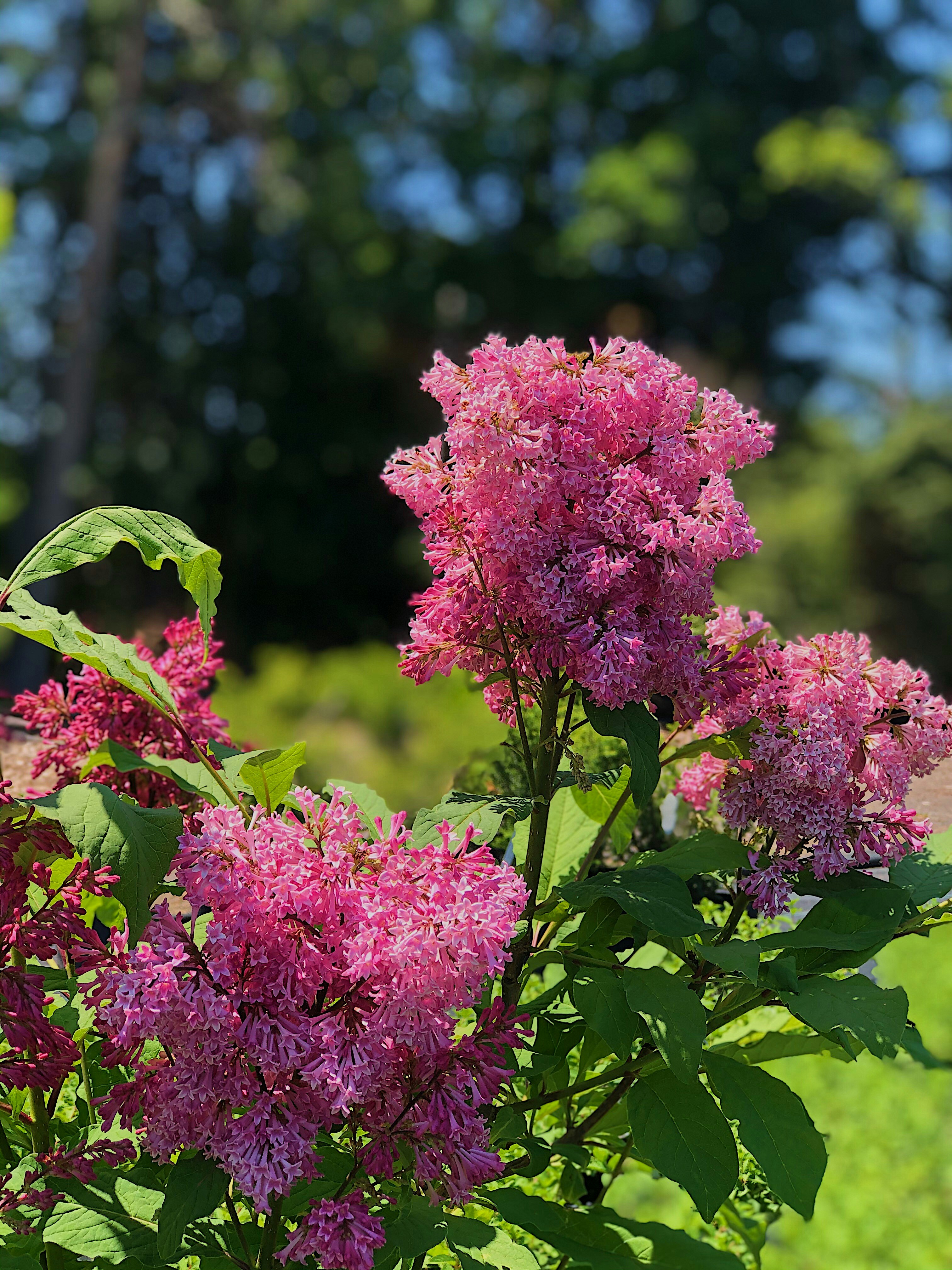 Photo by katrinamulfati