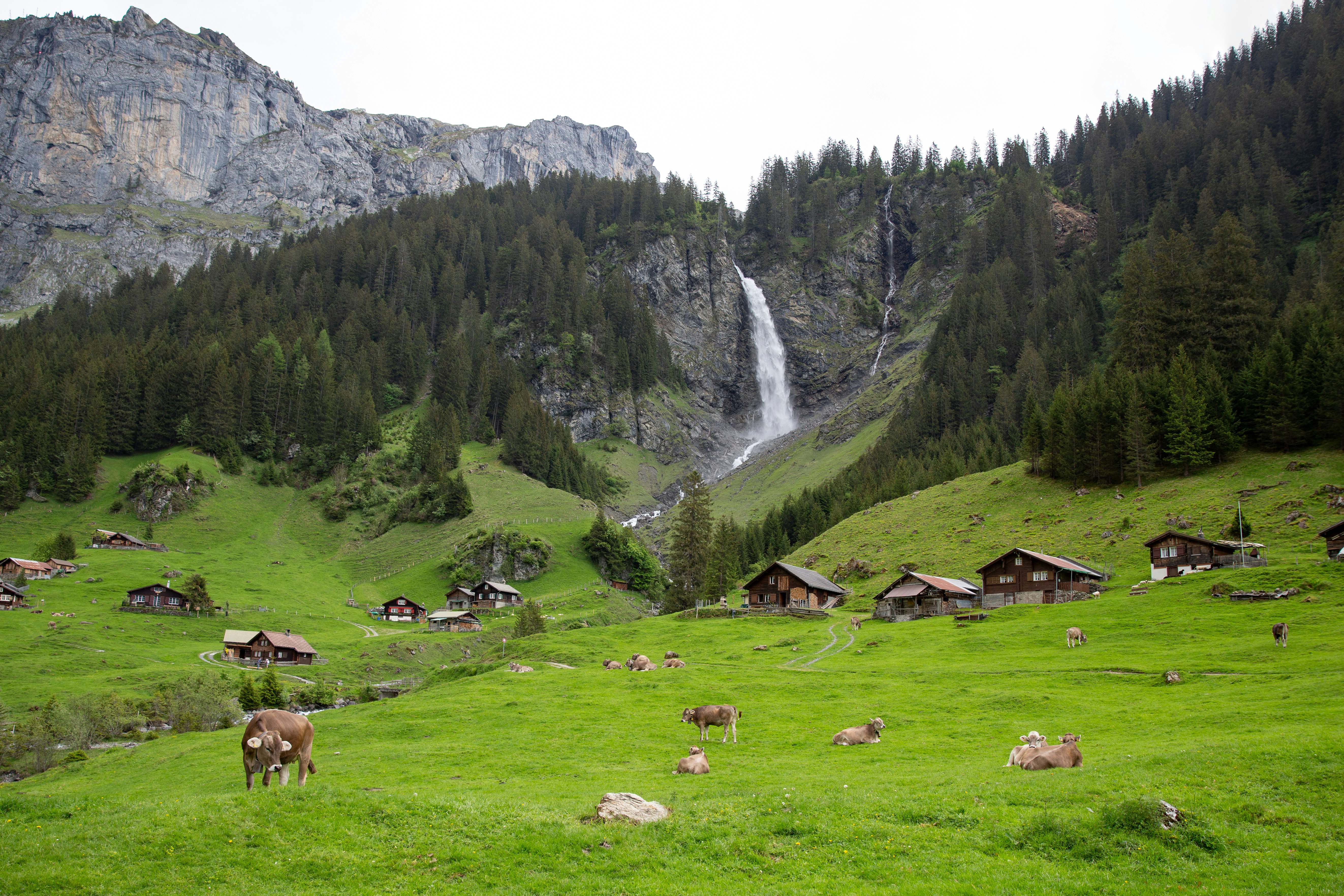 herd of sheep on green grass field near green trees and mountain during daytime