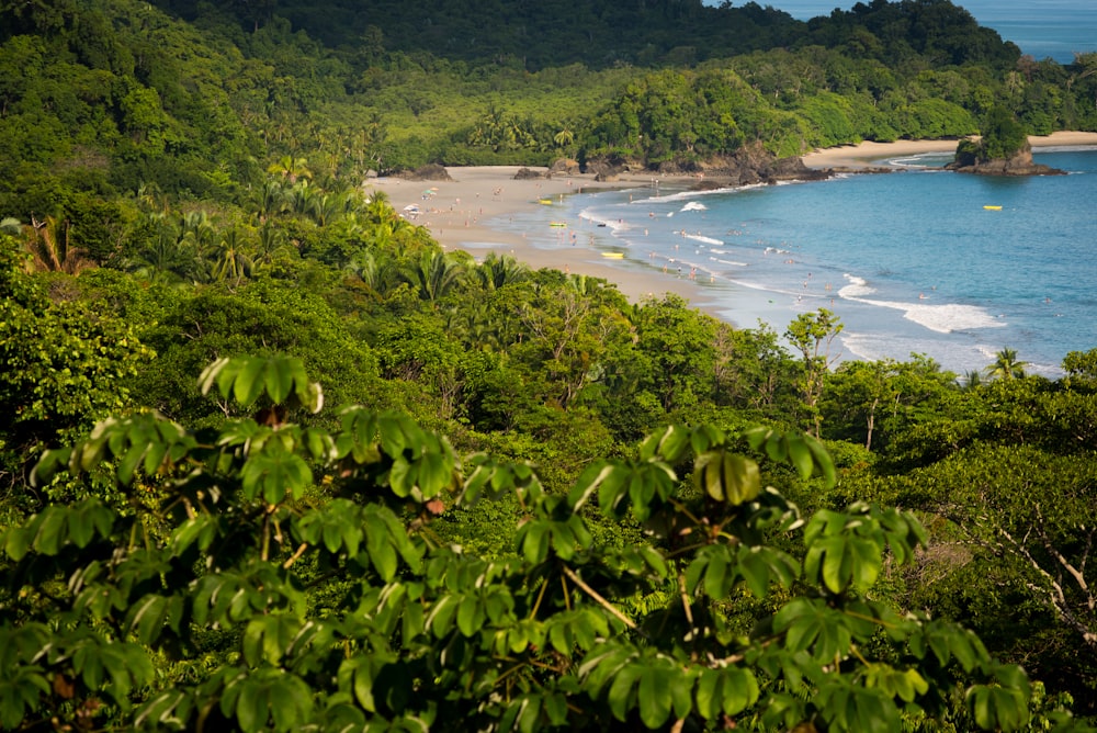 green trees near body of water during daytime