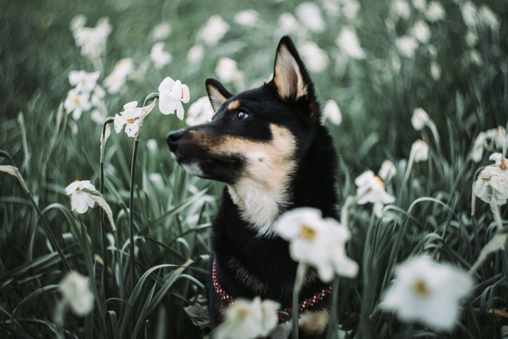 검은 색과 황갈색 짧은 코트 중간 크기의 개는 낮 동안 푸른 잔디 필드에