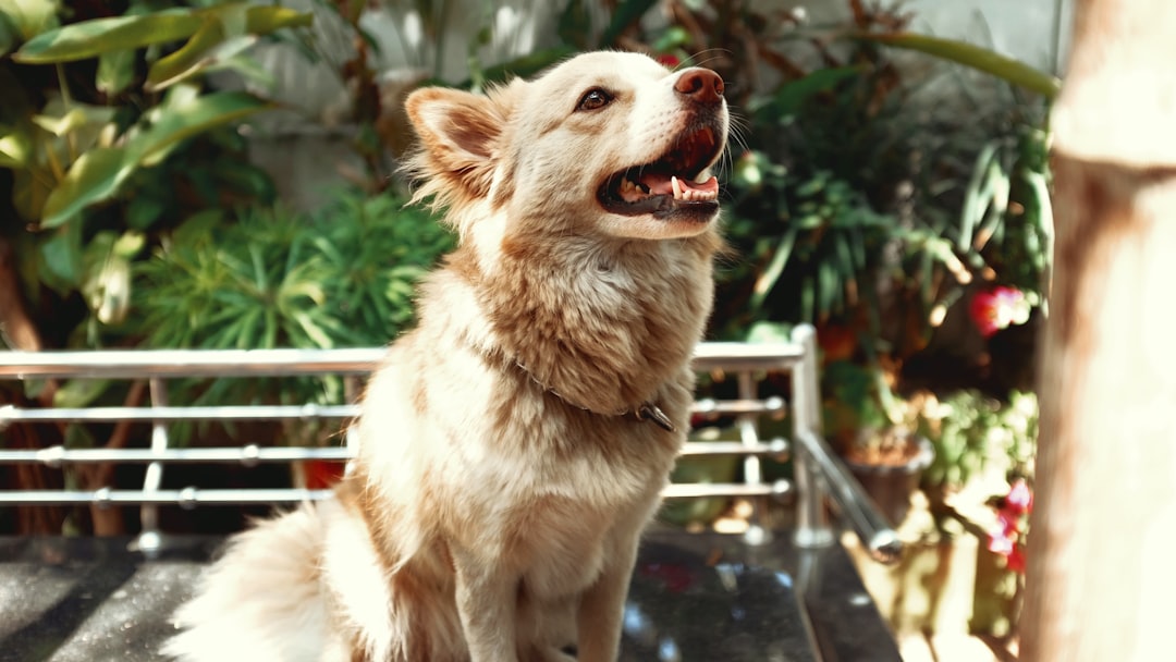 brown and white long coated dog standing on black concrete floor during daytime