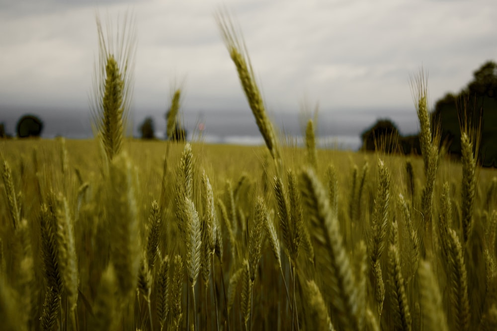 green wheat field during daytime