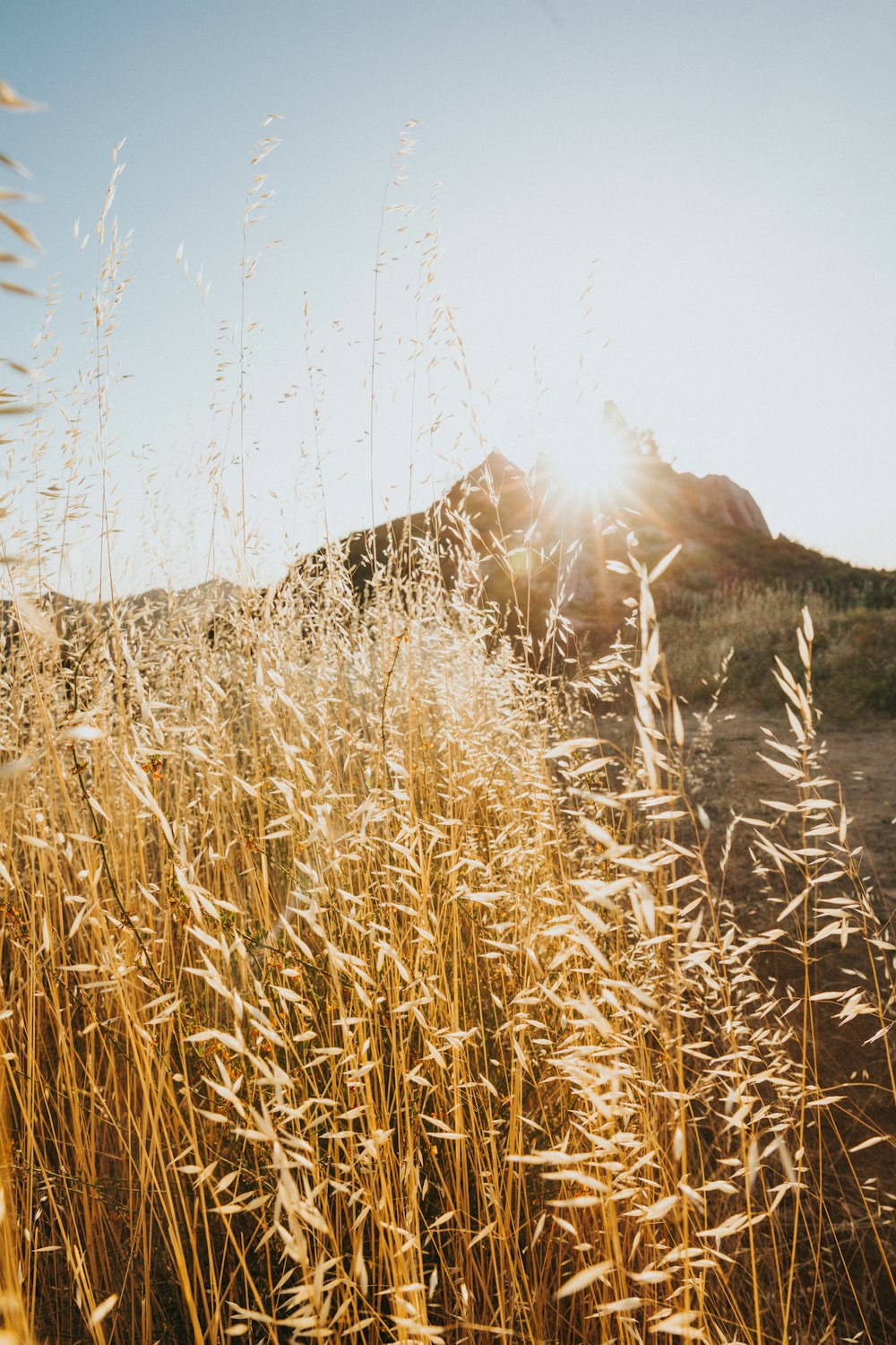 brown wheat field near lake and mountain during daytime