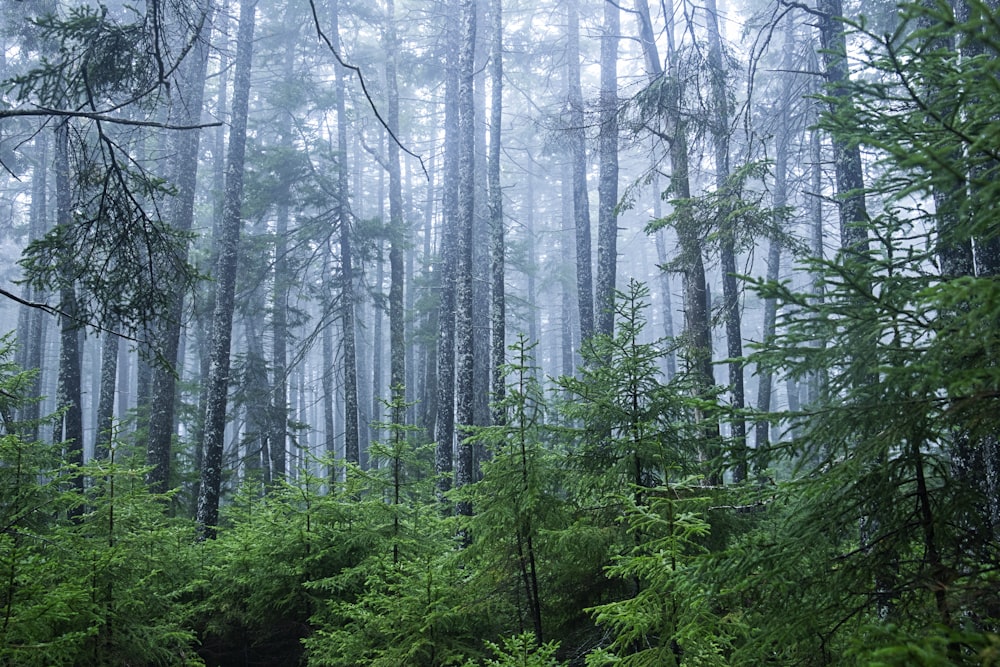 green trees in forest during daytime