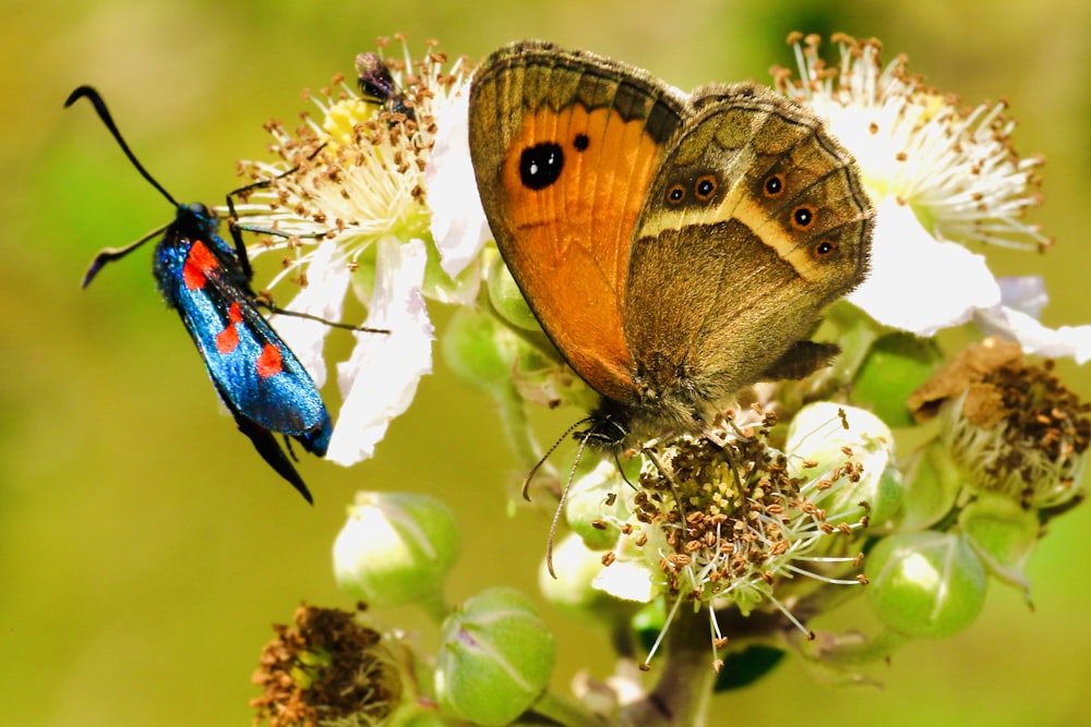 brown and blue butterfly perched on white flower