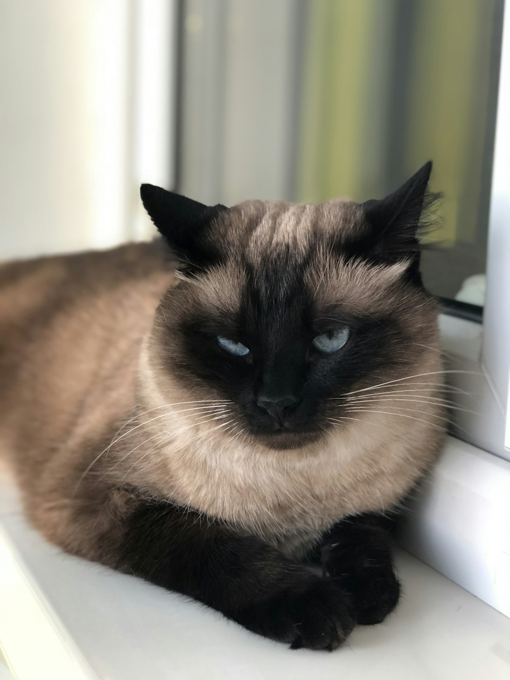 brown and black cat on white table