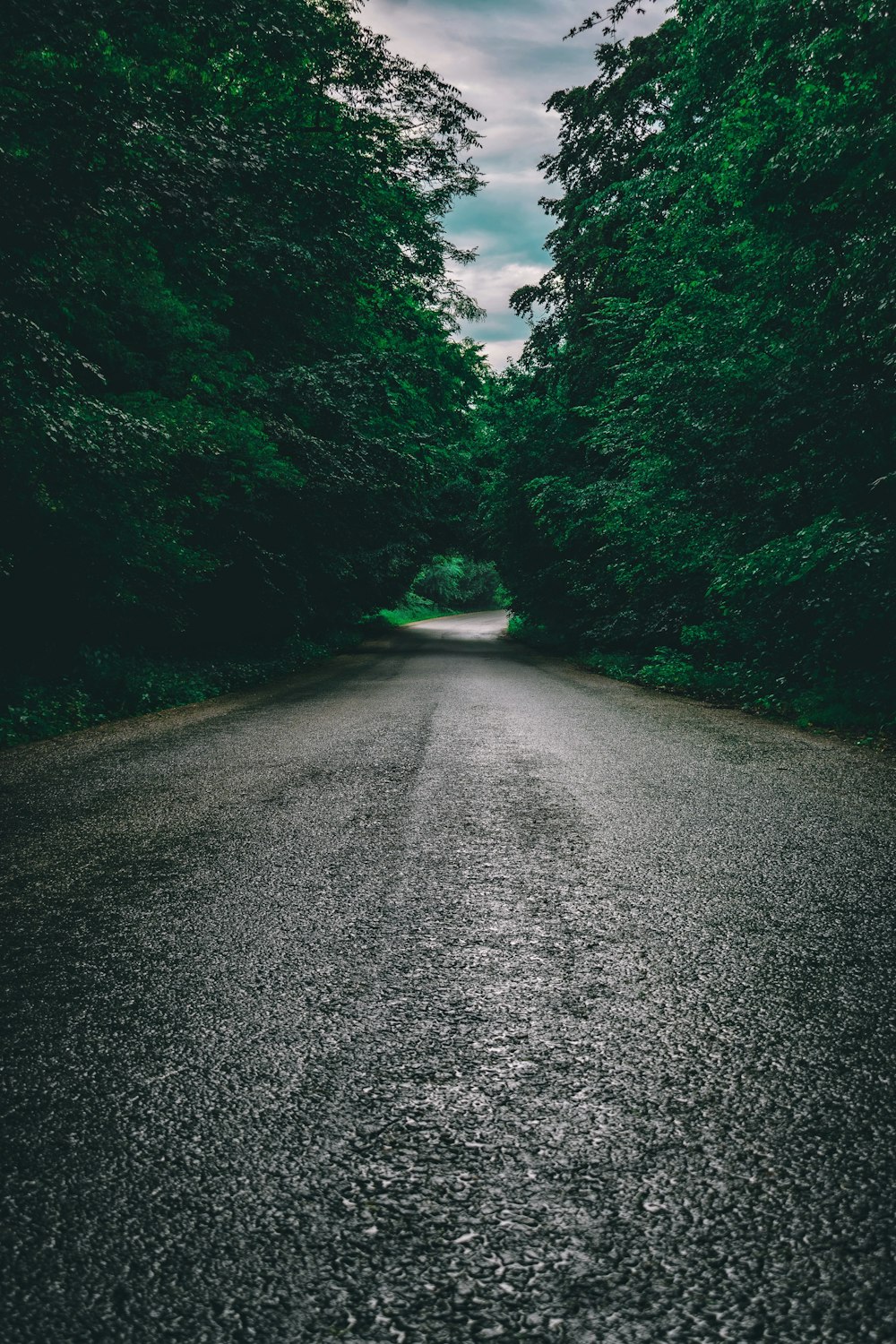 gray asphalt road between green trees during daytime