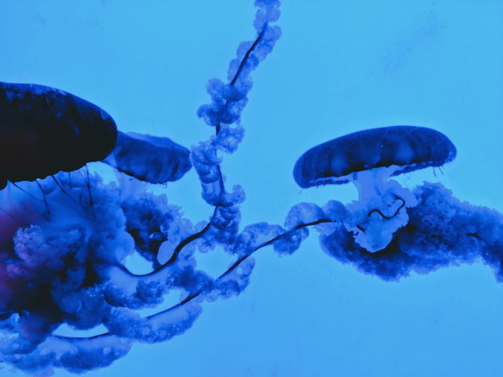 white and blue jellyfish under water