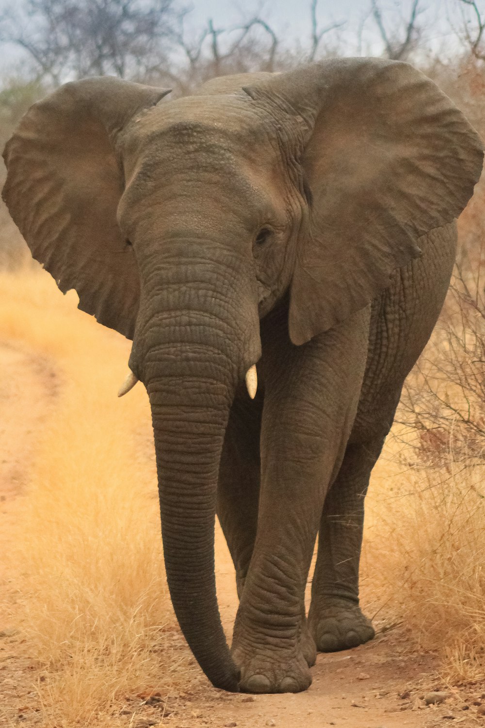 elefante em pé na grama marrom durante o dia