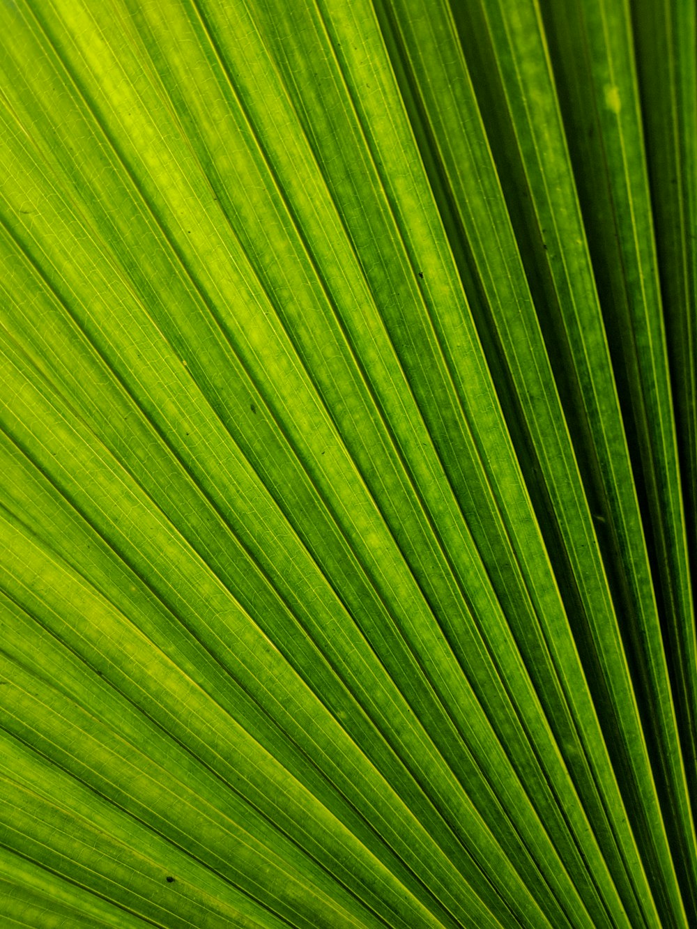 green leaf in close up photography