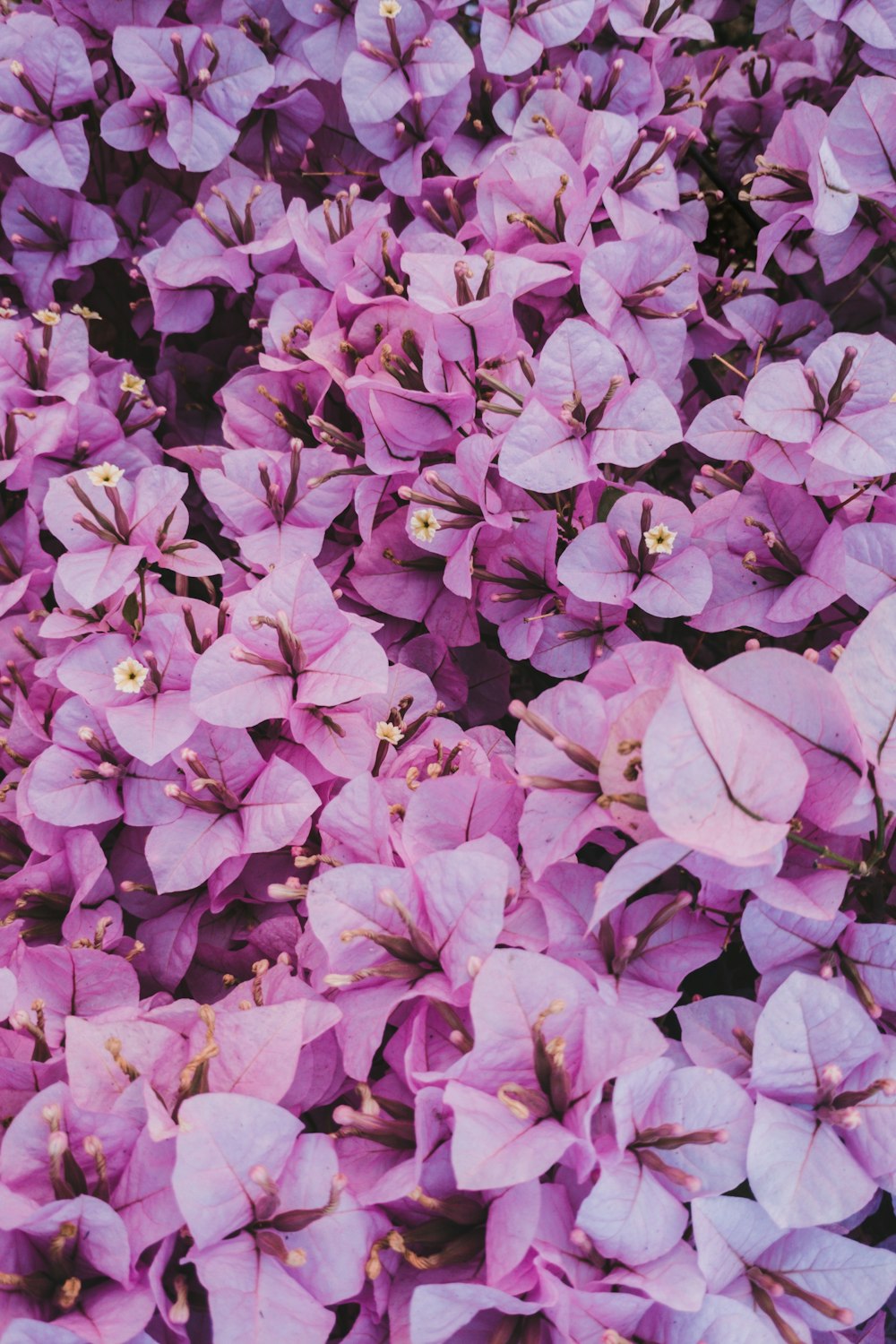 purple flowers with green leaves