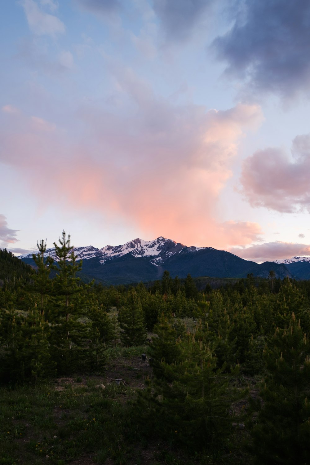 green trees near snow covered mountain during daytime