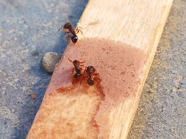 Three ants gather on a wooden stick with a reddish-brown liquid, possibly food or a sugary substance. The stick is placed on a rough, stone-like surface.