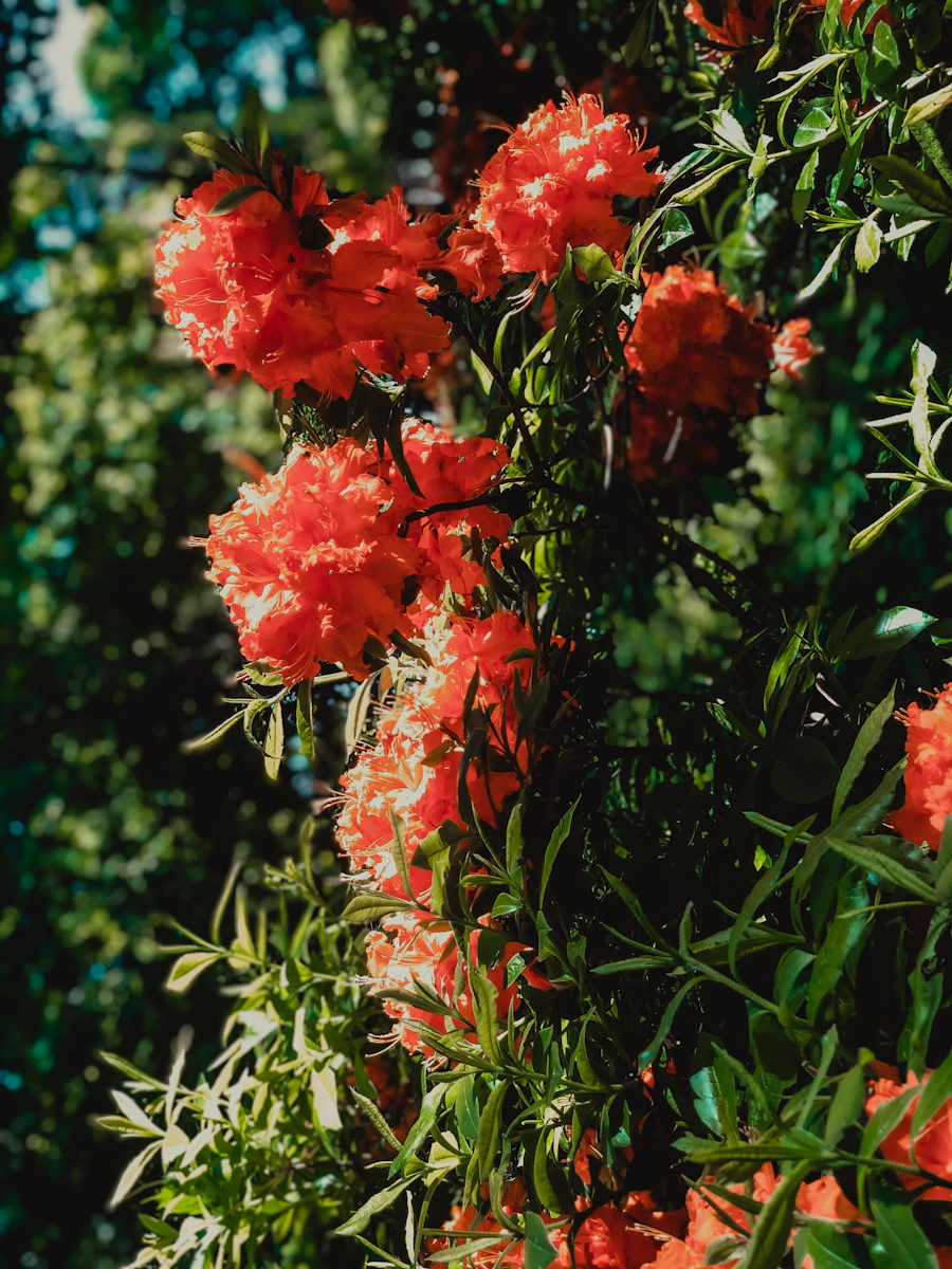 Flowers in the garden at Nichols Arboretum in Ann Arbor