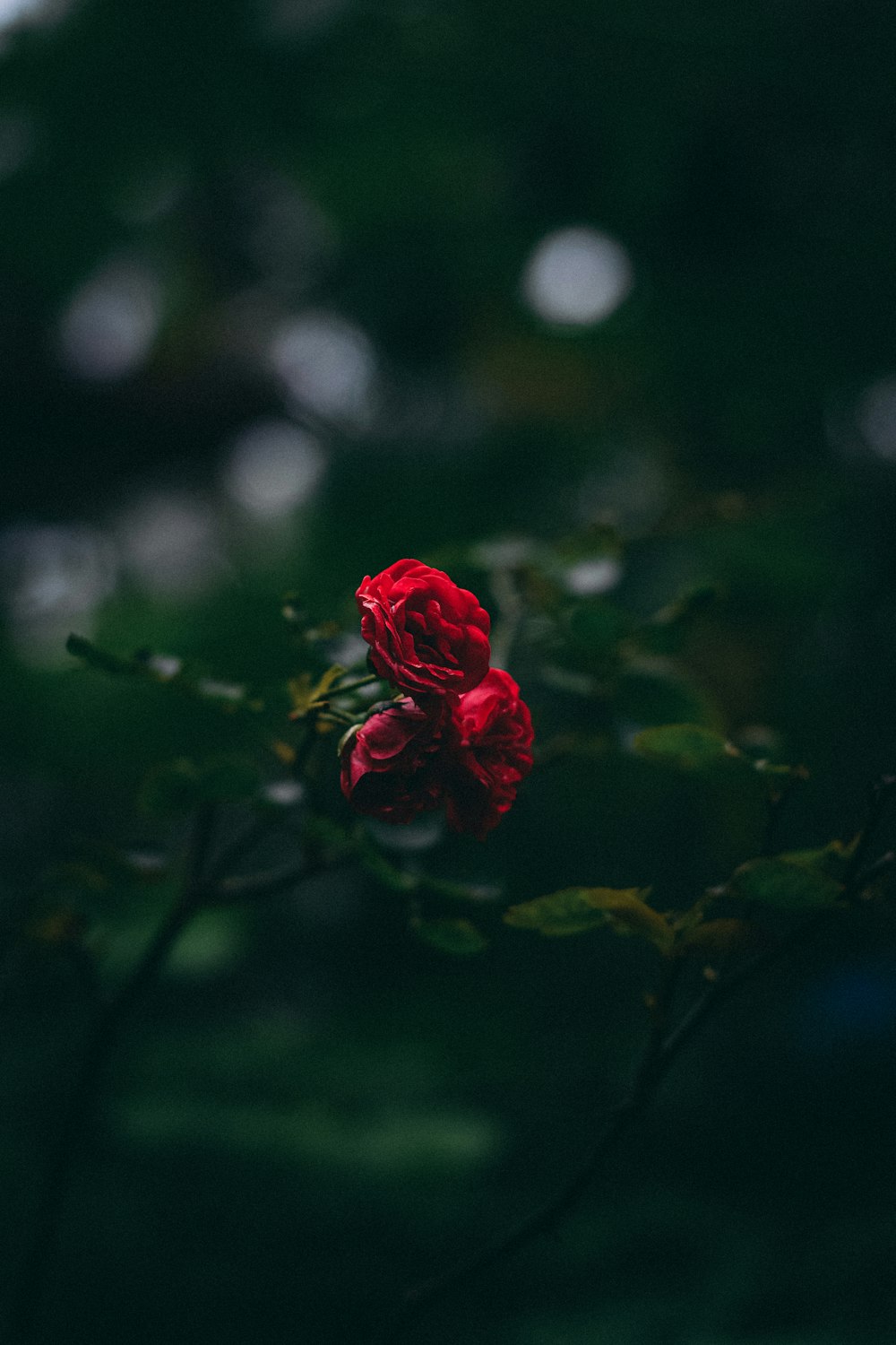 red rose in bloom in close up photography