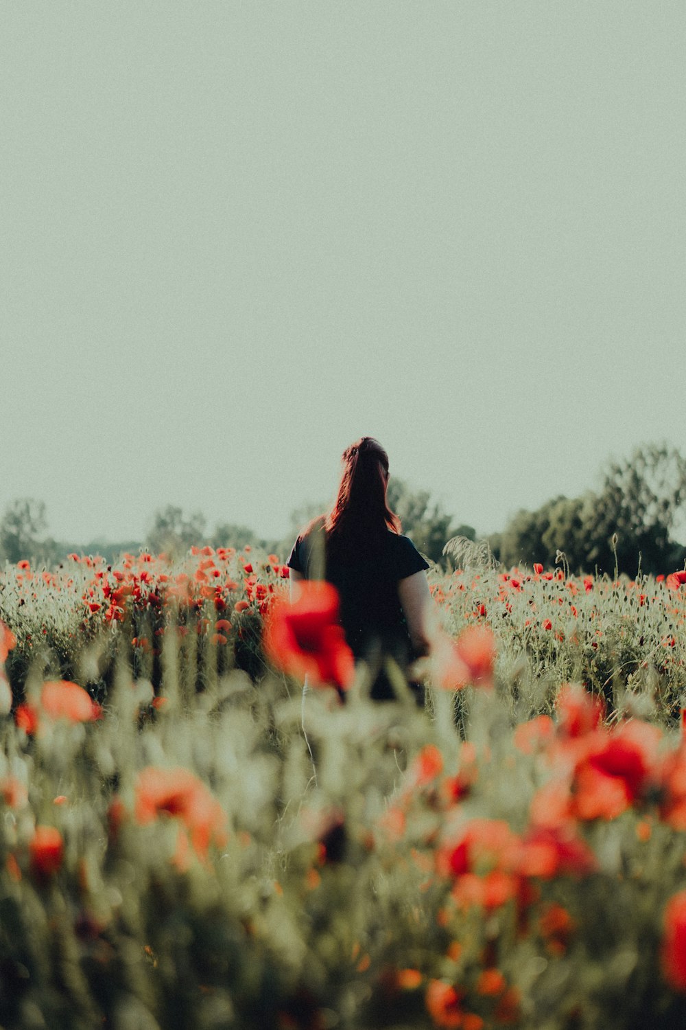 woman in black dress standing on red flower field during daytime