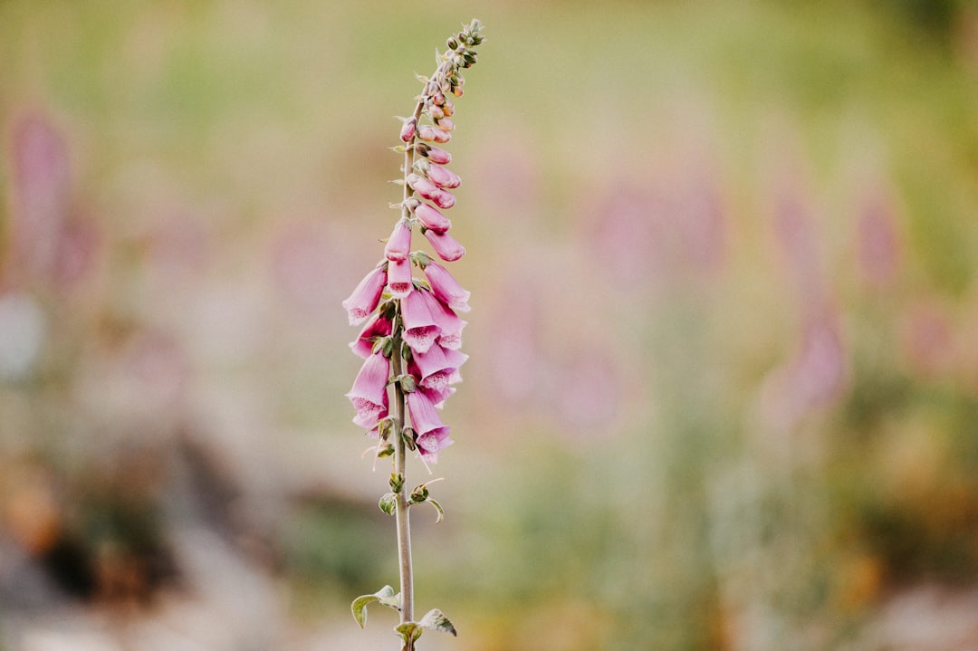 pink flower buds in tilt shift lens