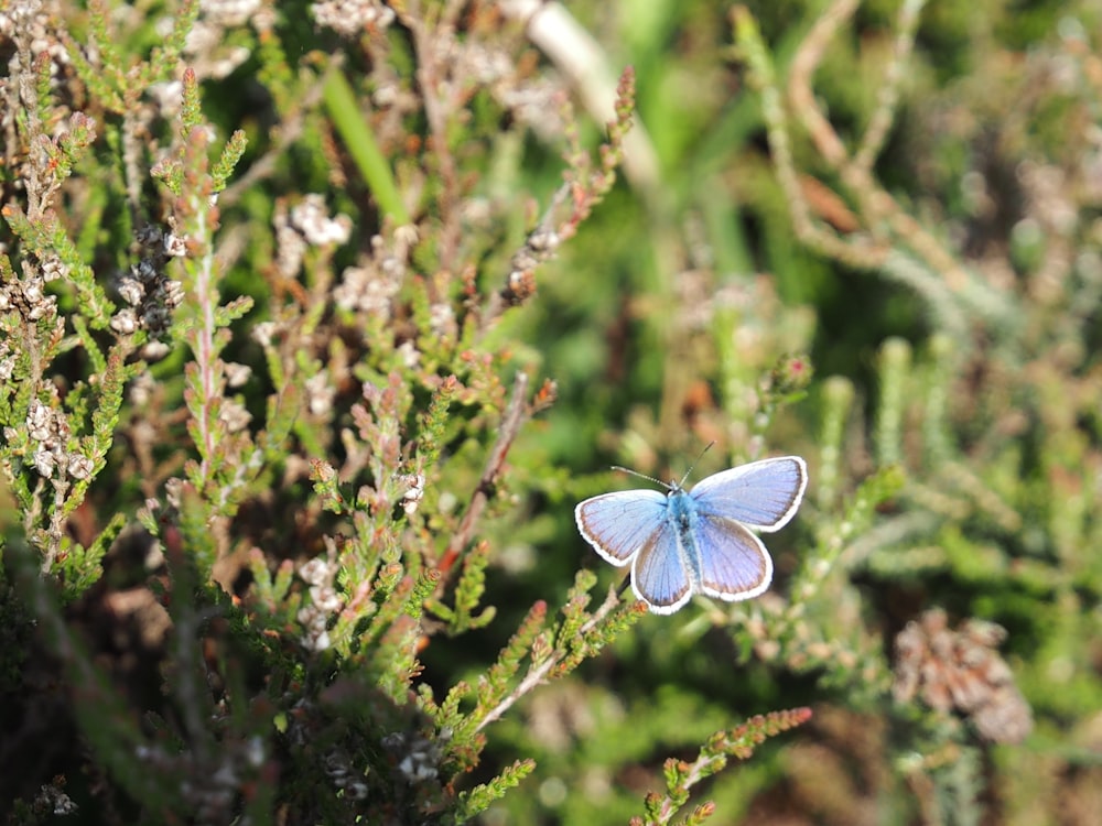 blue and white butterfly perched on green plant during daytime