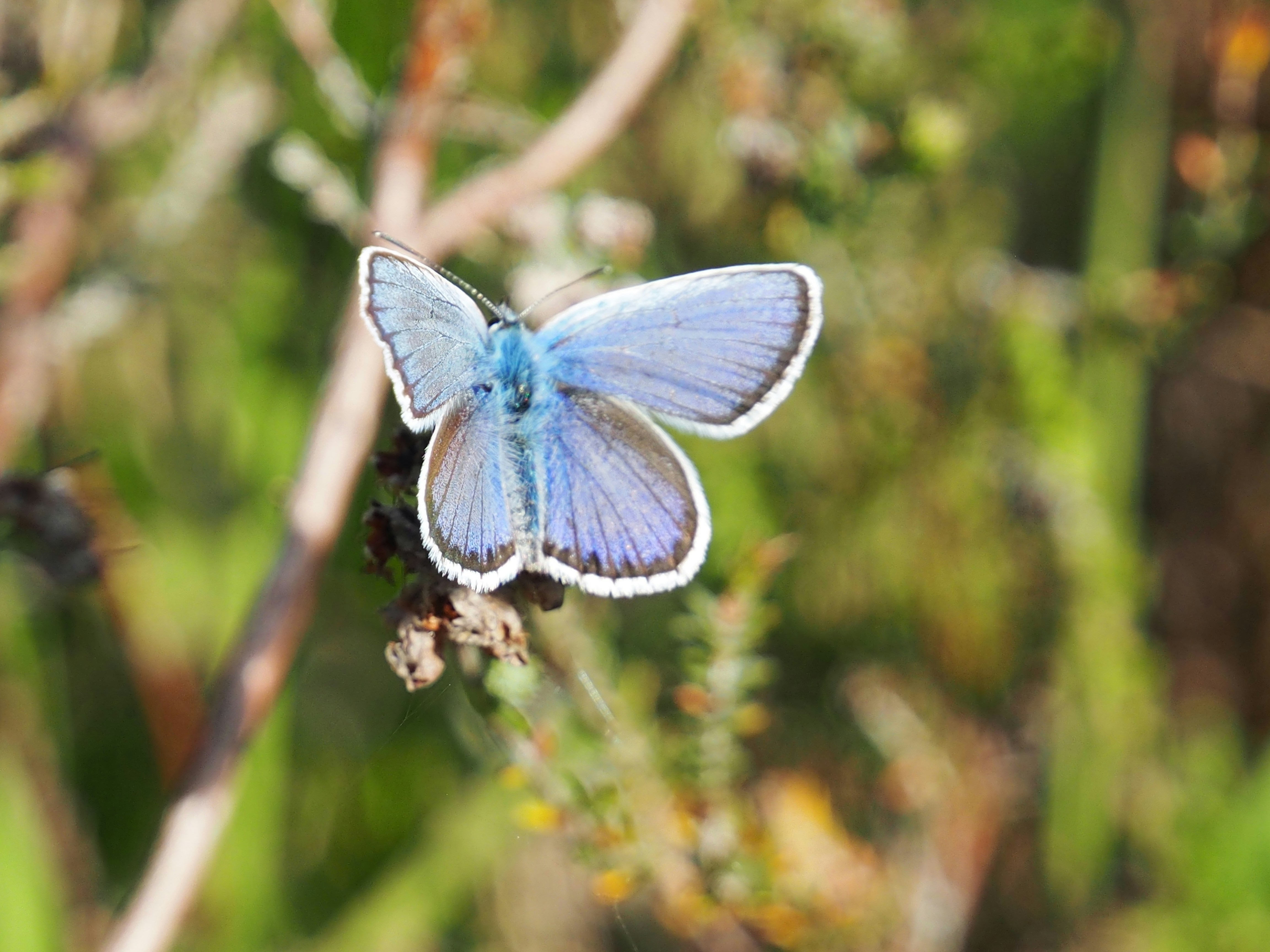 Photo by boarderbloke