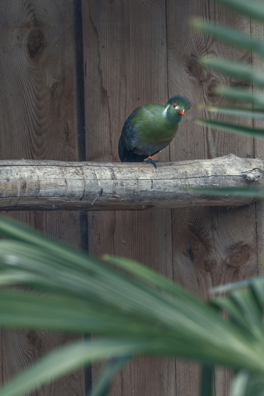 oiseau bleu et vert sur branche en bois brun