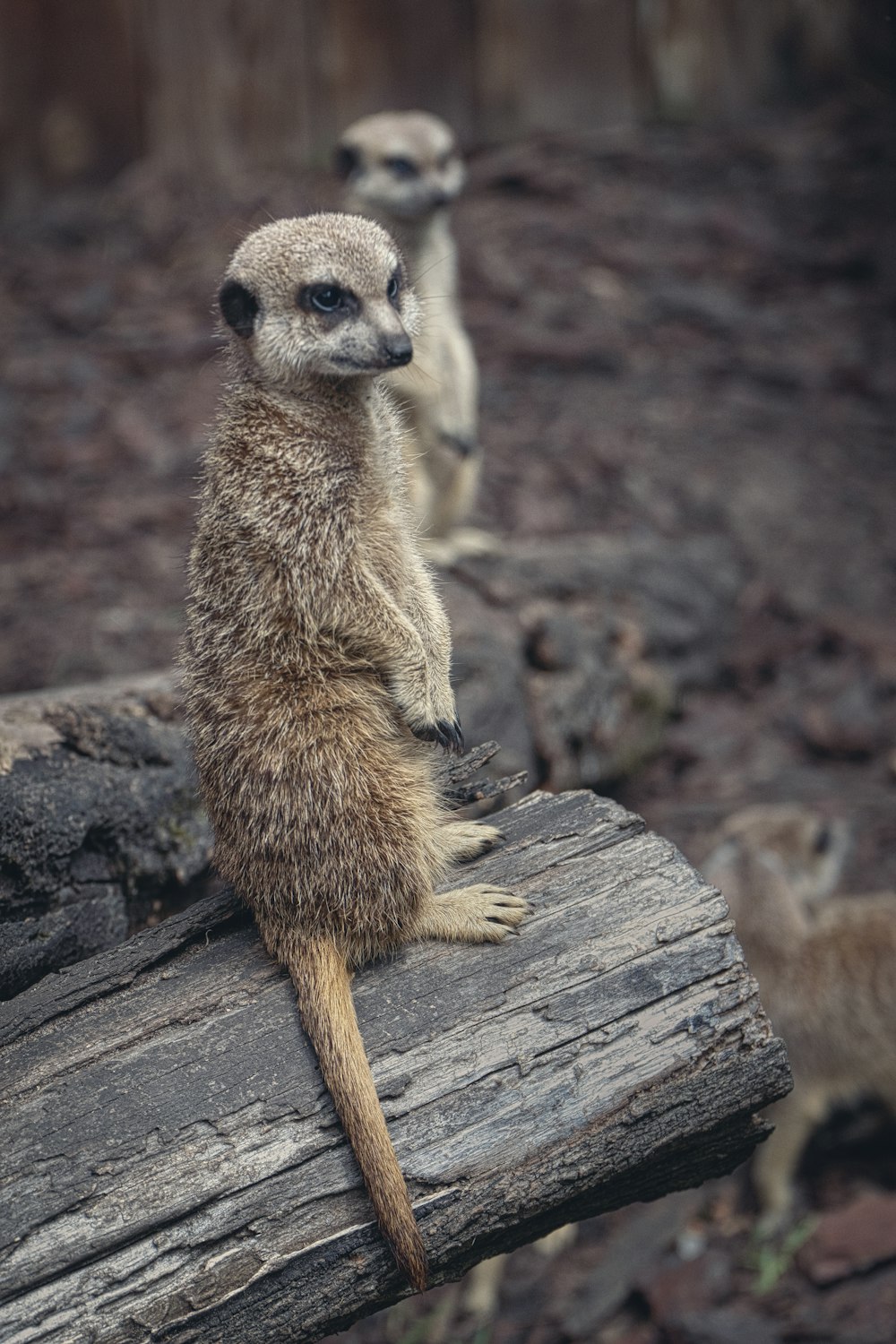 brown meerkat on brown wood log