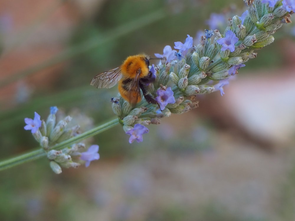 abelha preta e amarela na flor roxa