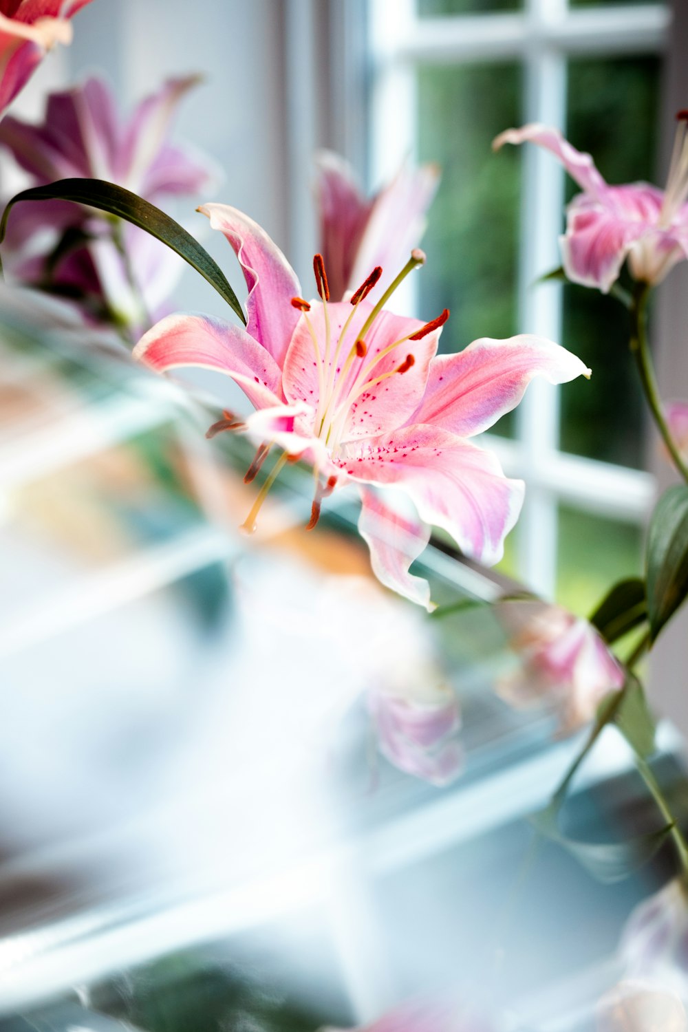 pink and white flower in tilt shift lens