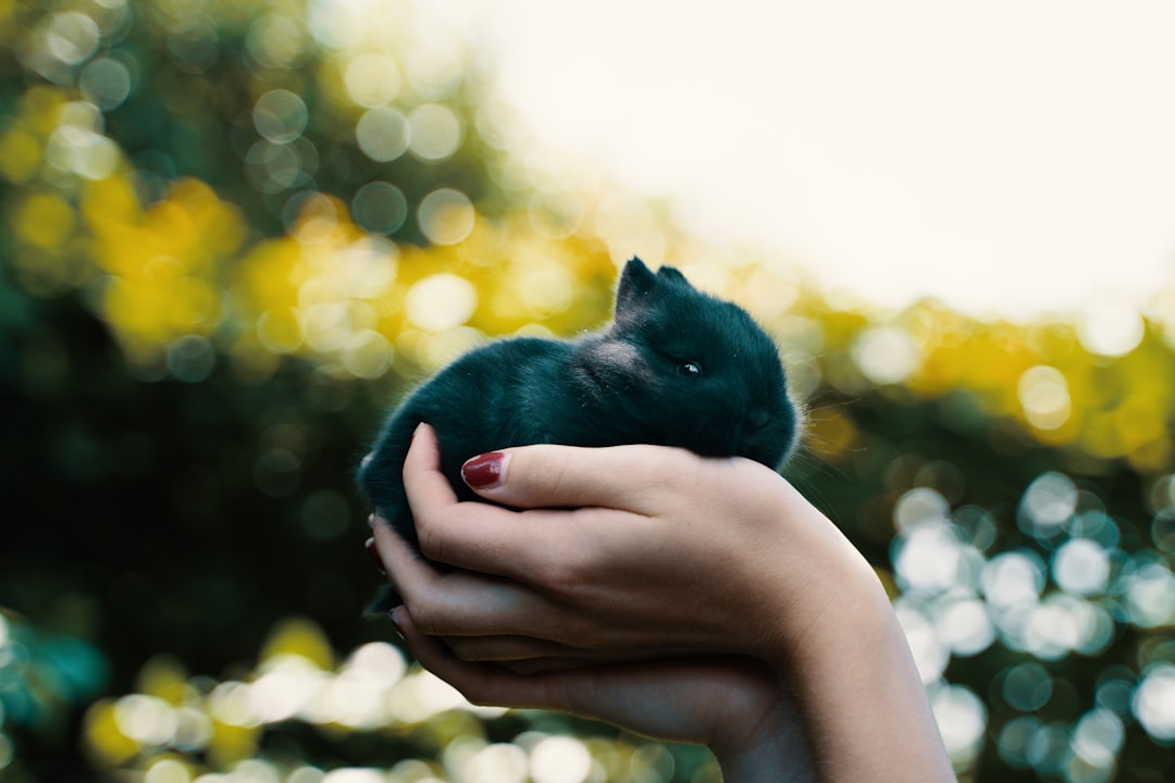 person holding black cat during daytime