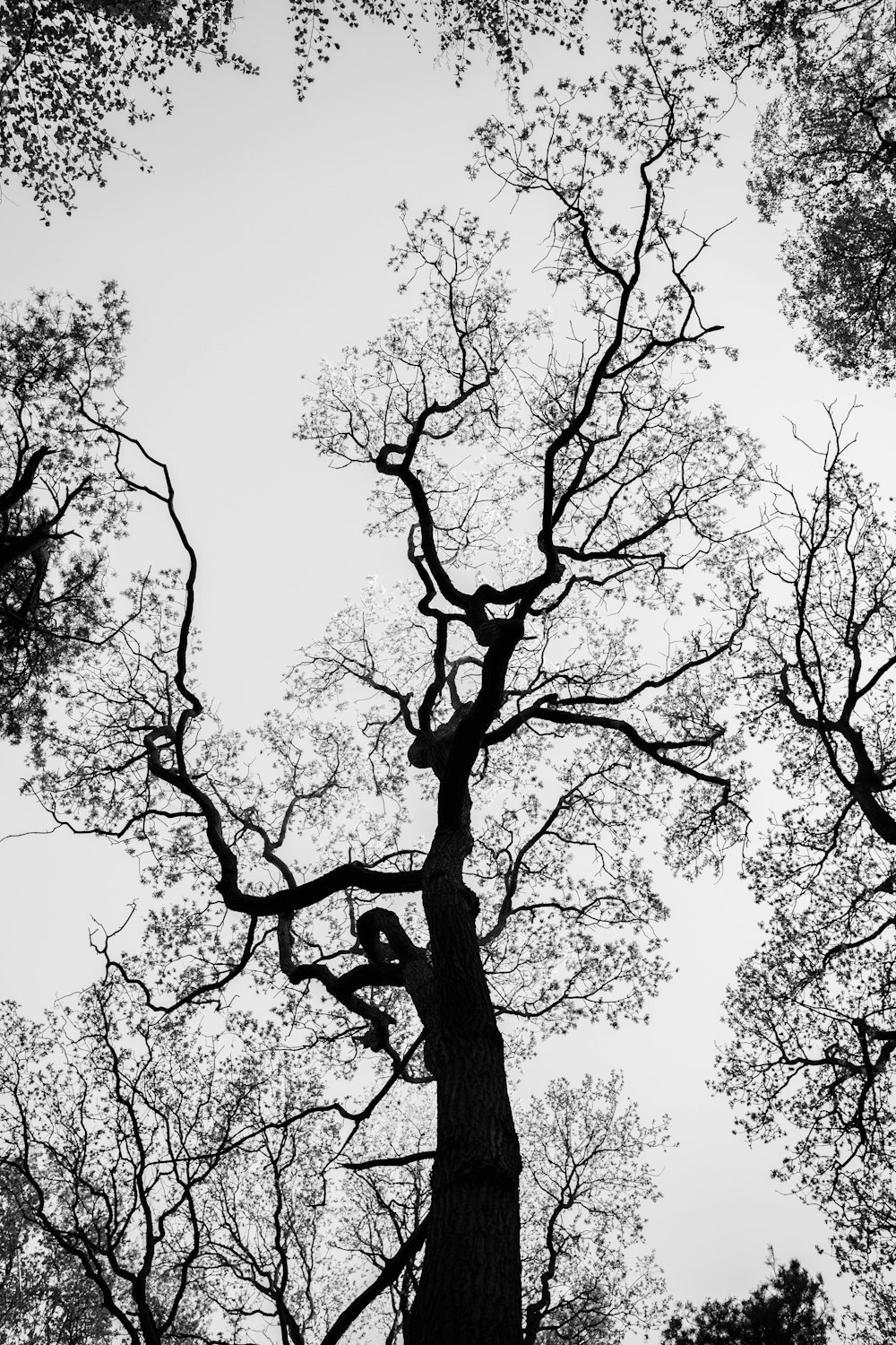 low angle photography of leafless tree