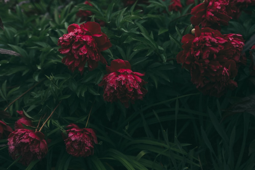 red flowers with green leaves