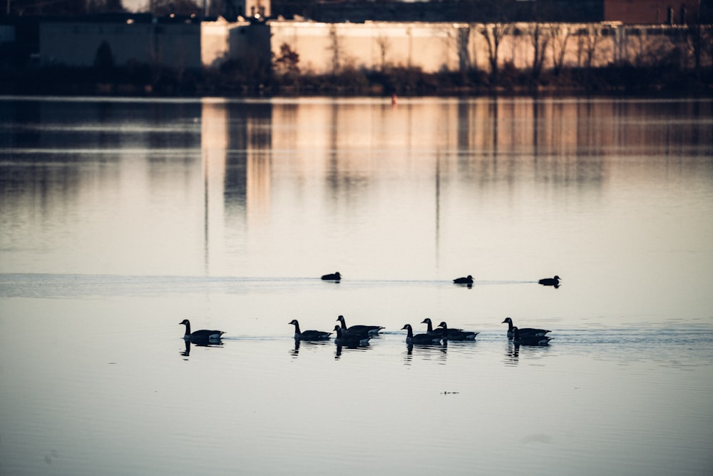 flock of geese on water during daytime