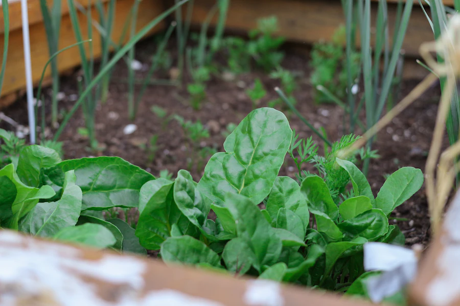 Organic Gardening