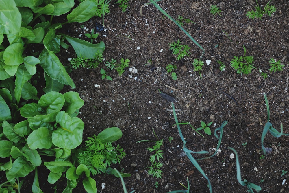 green leaves on black soil