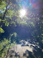 Sunlight filtering through leaves onto a peaceful path, symbolizing a wellness journey.