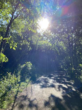 A sunlit path winding through lush green vines, symbolizing growth and wellness.