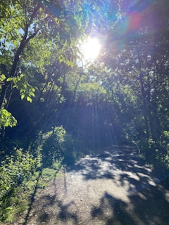 A calm rural path winding through natural vegetation with soft sunlight filtering through the leaves.