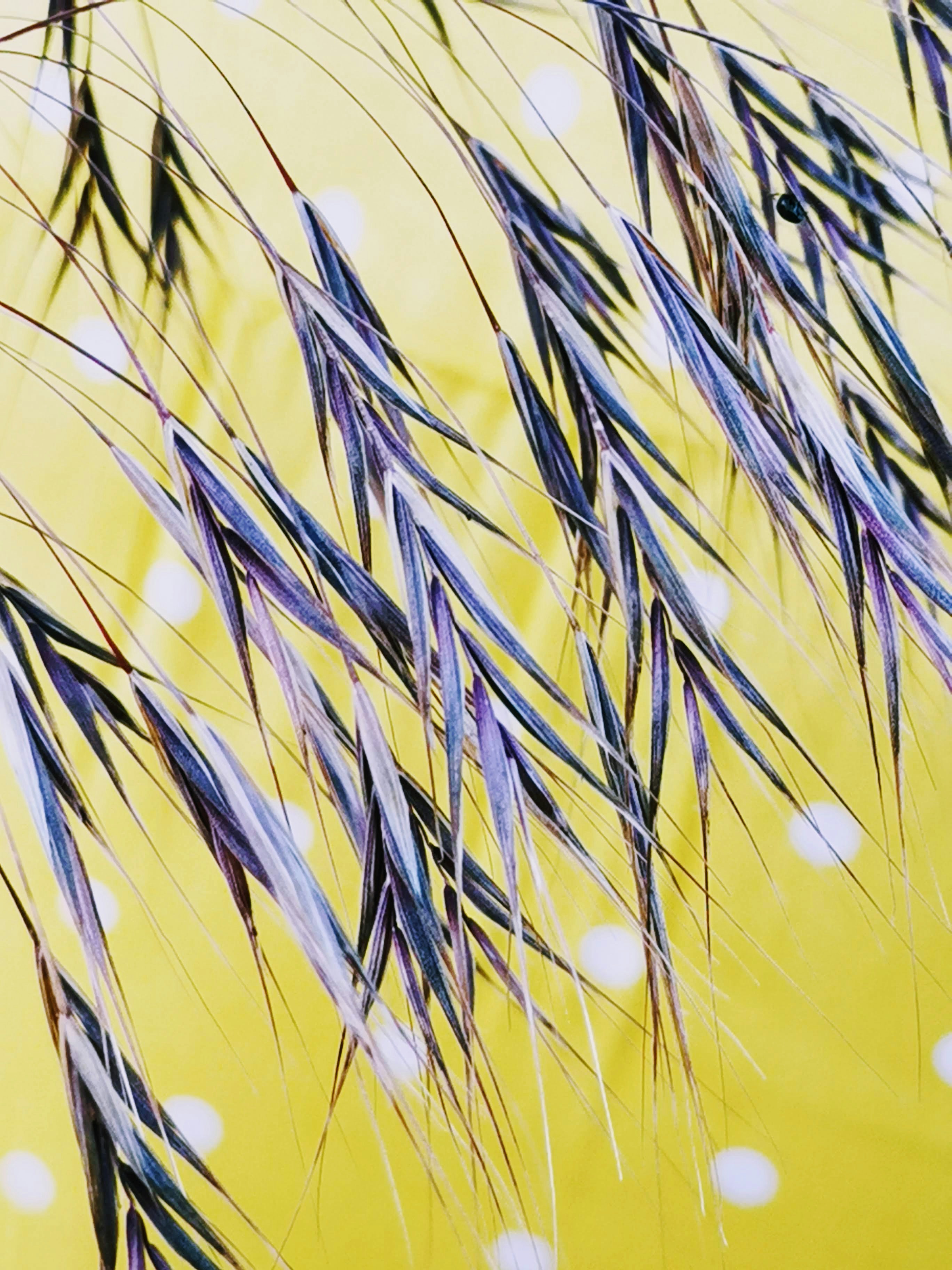 Photo by bostanflorin