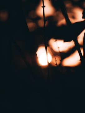 The image features a silhouette of plants or branches against a setting or rising sun. The light creates a warm glow with an emphasis on the contrast between the dark foreground and the bright background.